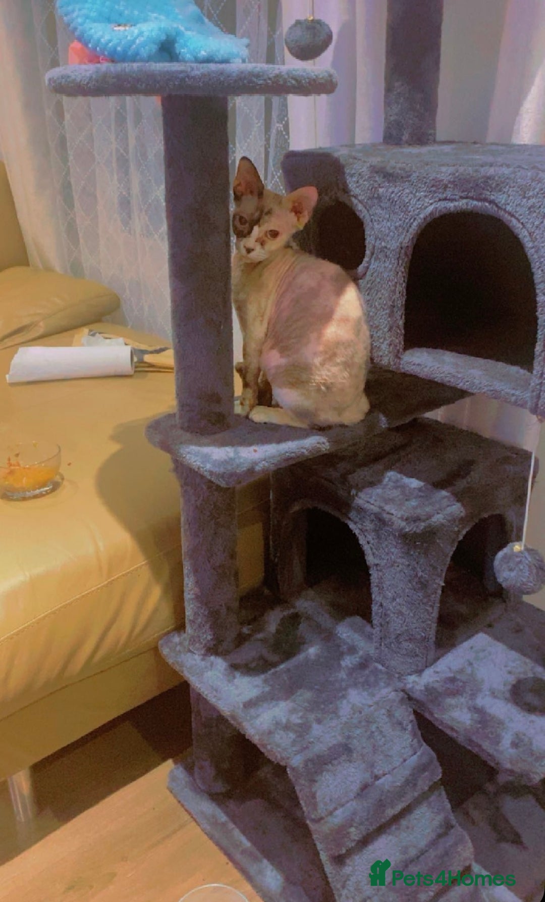 Sphynx cats for sale: Sphynx Cat - Image 9