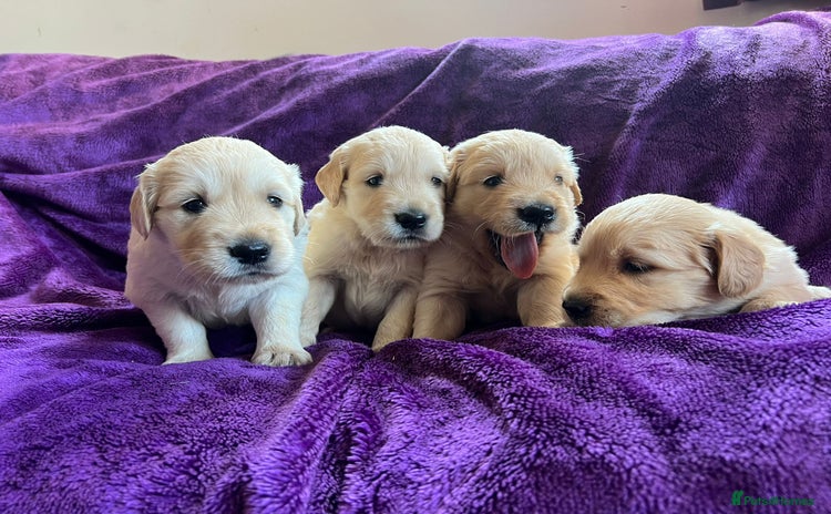 Golden Retriever dogs - Advert 3
