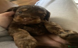 Cockapoo dogs for sale: F2 Cockapoo pups  - Image 9