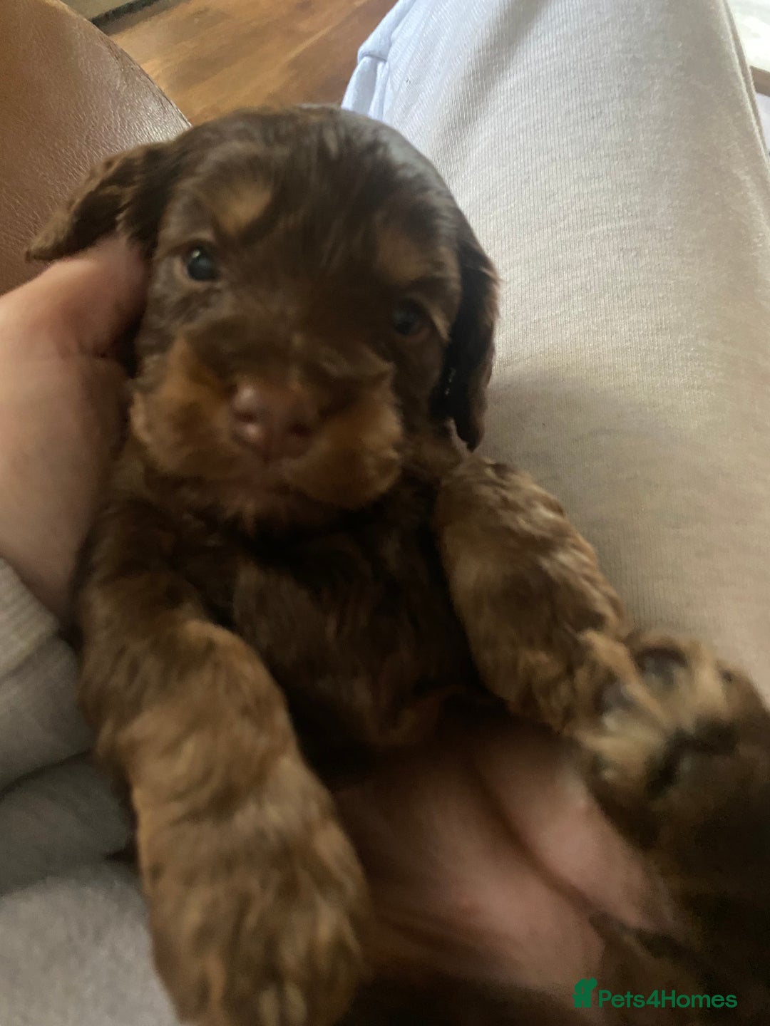 Cockapoo dogs for sale: F2 Cockapoo pups  - Image 9