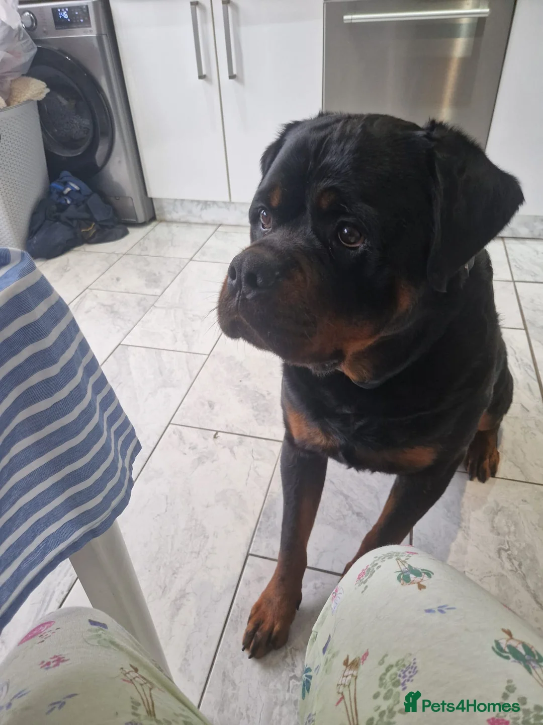 Rottweiler dogs for sale: Bronson - Full Pedigree Rottweiler (Male, 3 years) - Advert 3