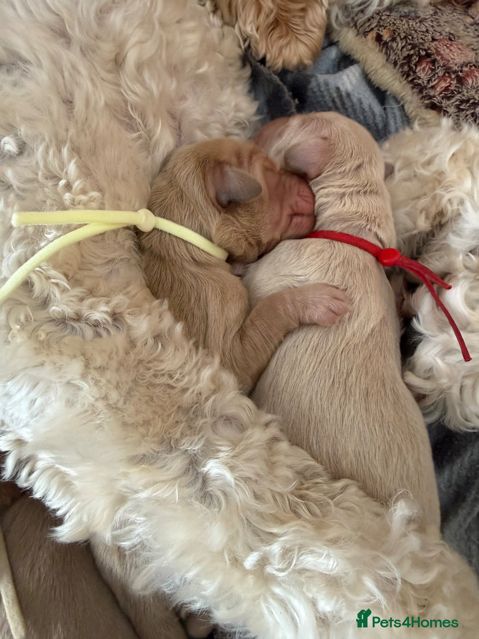 Mixed Breed dogs for sale: Multigeneration Cream/Apricot Double Doodles  - Advert 4