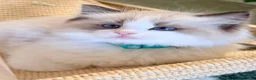 Ragdoll cats for sale: Stunning  European bloodline Ragdoll kittens  - Advert 31