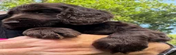 Cocker Spaniel dogs for sale: Show type cocker spaniels  - Advert 12
