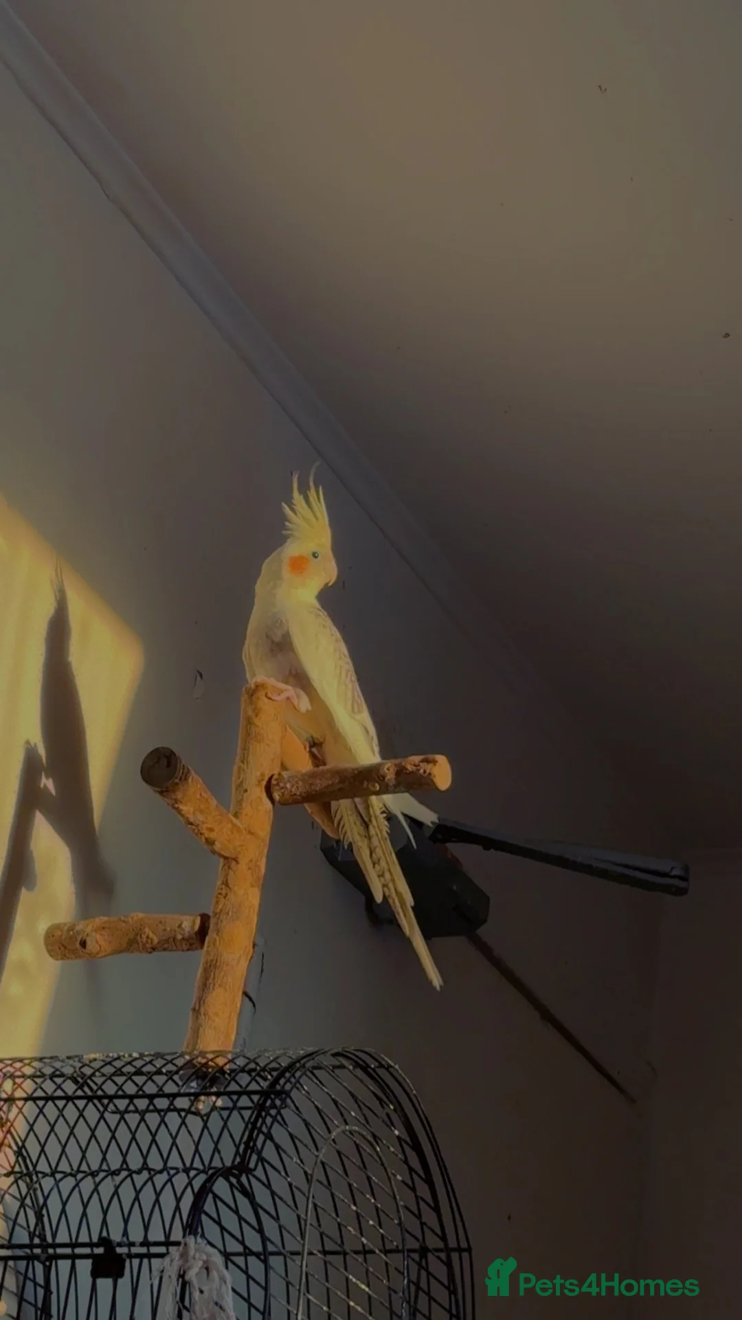 Cockatiels birds for sale: Cockatiels for sale Birmingham  in Birmingham - Advert 2