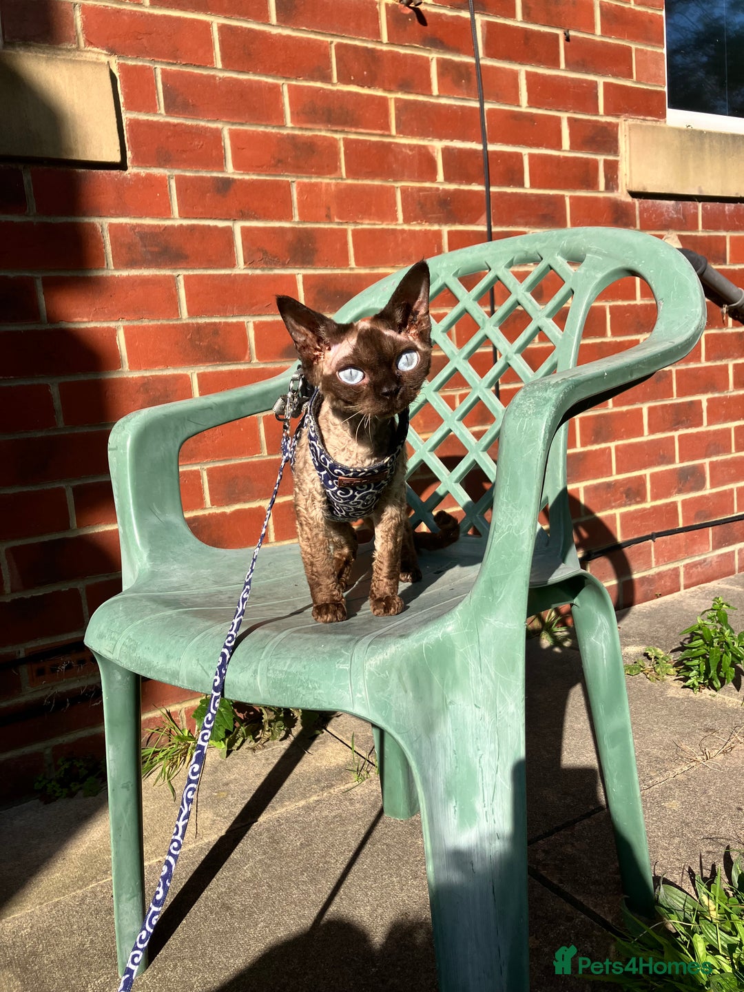 Devon Rex cats for sale: GCCF Registered Young Adult Females - Advert 10