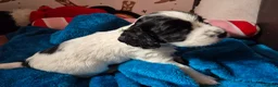 Cocker Spaniel dogs for sale: 5 beautiful cocker puppies - Advert 20