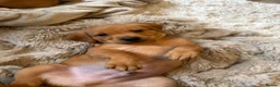 Labrador Retriever dogs for sale: Stunning fox red Labrador pups 🐶  in Rotherham - Advert 23