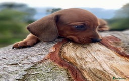 Dachshund dogs for sale: Male dachshund  - Image 2