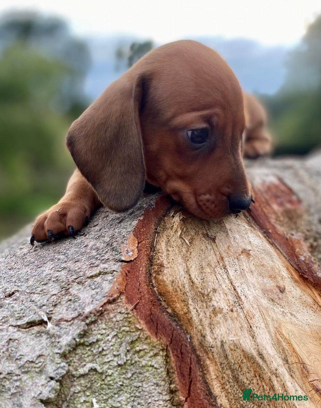 Dachshund dogs for sale: Male dachshund  - Image 2