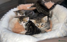 Mixed Breed cats for sale: 4 kittens for sale  - Image 3