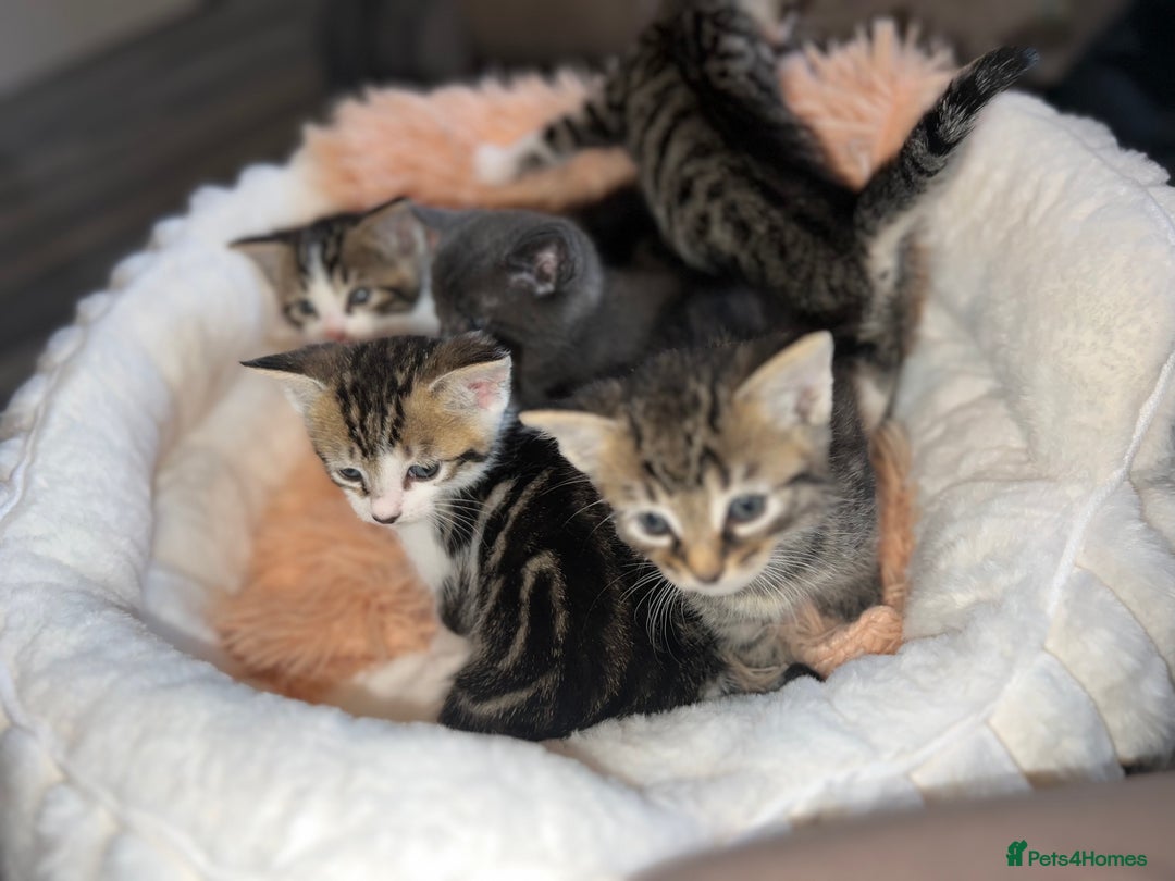 Mixed Breed cats for sale: 4 kittens for sale  - Image 3