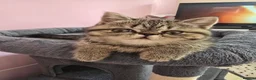 Exotic cats for sale: READY  Now  EXOTIC  GIRLS  - Advert 23