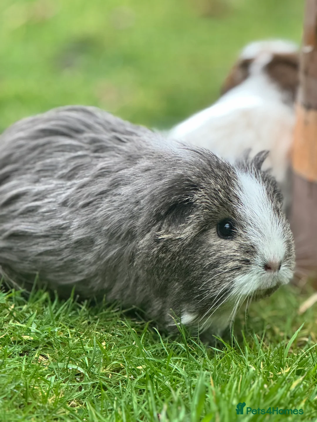 Guinea Pig rodents for sale: 2 Female Guinea Pigs - Advert 4