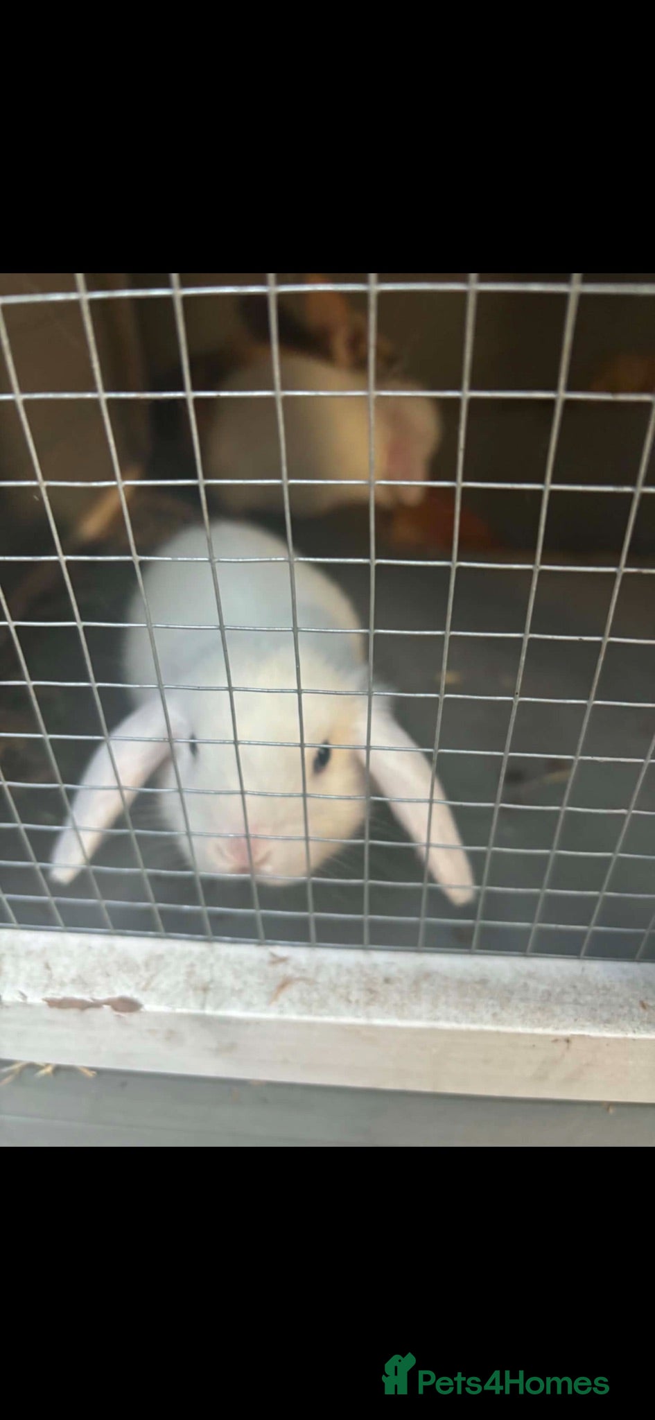 Mini Lop rabbits Mixed breed (mini lop/rex)  - Advert 1