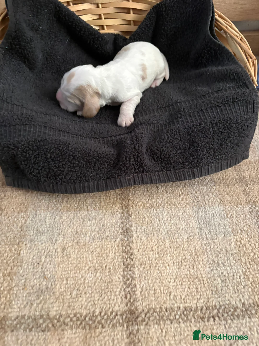 Cocker Spaniel dogs for sale: Beautiful chunky cocker spaniel pups for sale  in Dunfermline - Advert 2