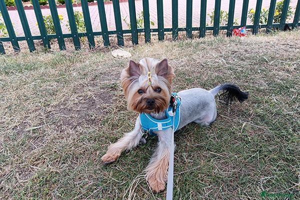 Yorkshire Terrier dogs Dior needs a forever home - Advert 1