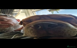 Mixed Breed dogs for sale: Sharpei cross needs only dog home - Image 1