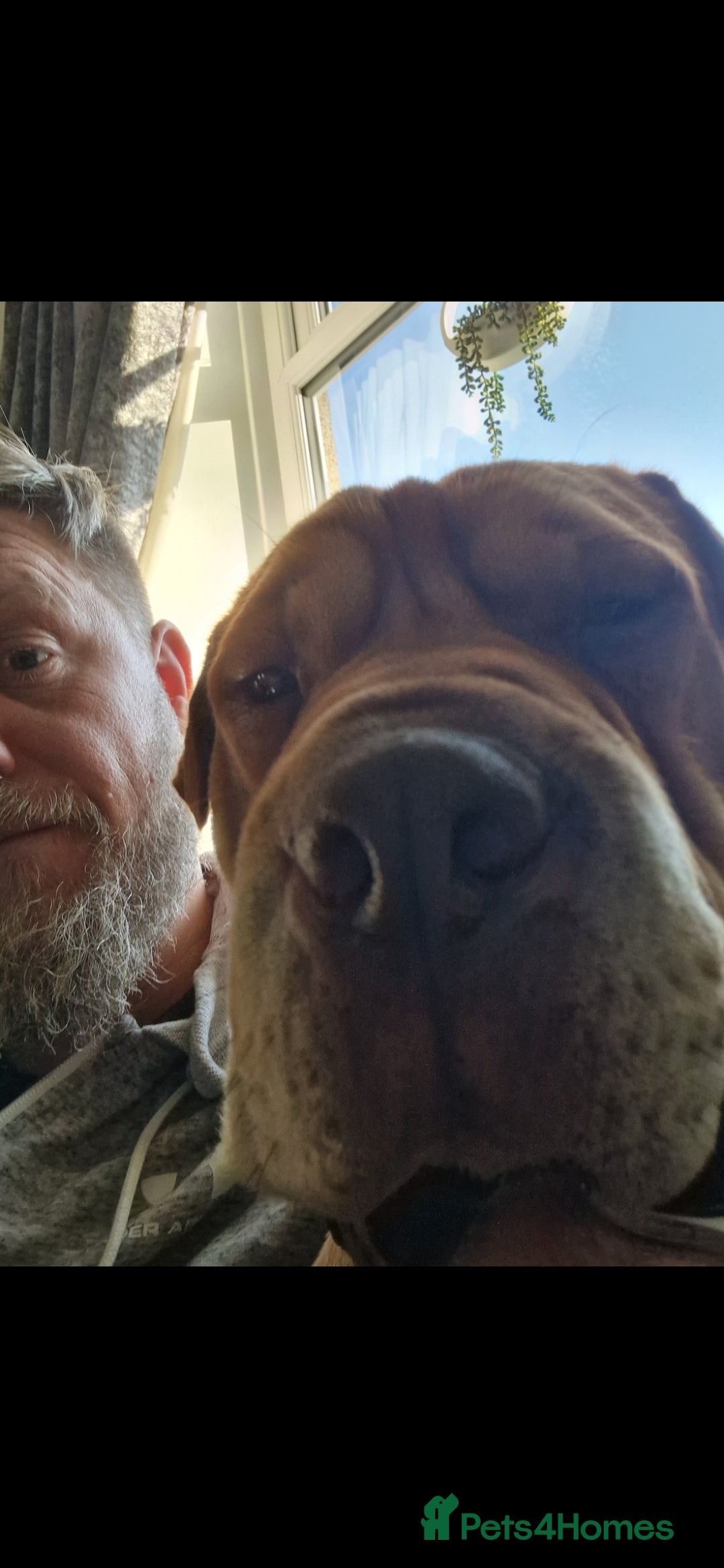 Mixed Breed dogs for sale: Sharpei cross needs only dog home - Image 1