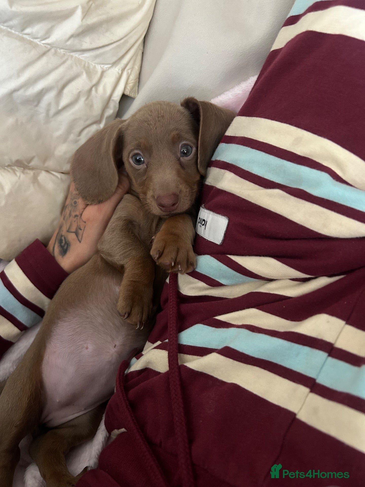 Miniature Dachshund dogs Last female  - Advert 1