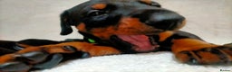 Dobermann dogs for sale: Dobermann puppies - Advert 2