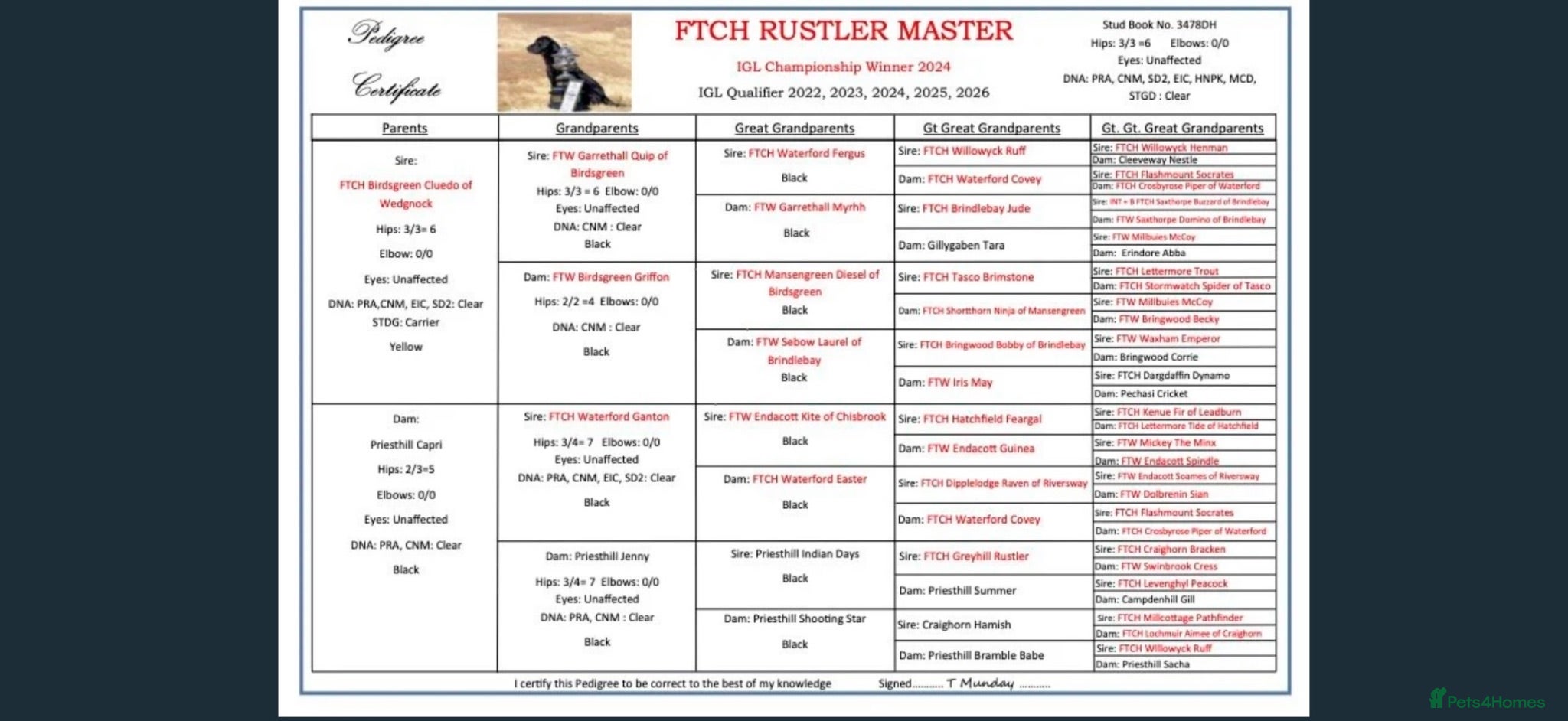 Labrador Retriever dogs Outstanding FTCH KC registered Labrador puppies  - Advert 2