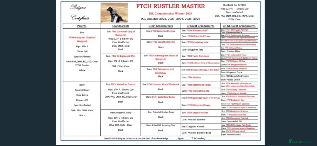 Labrador Retriever dogs for sale: Outstanding FTCH KC registered Labrador puppies  - Advert 2