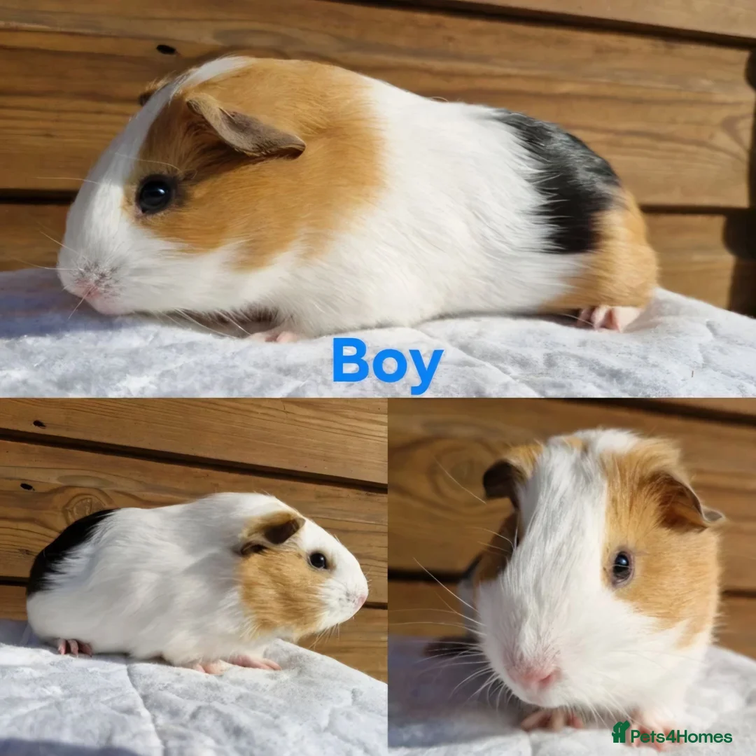 Guinea Pig rodents for sale: Baby guinea pigs - Boys & Girls Available in Carnforth - Advert 6