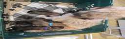 Shorkie dogs for sale: Shorkie puppies  - Advert 3