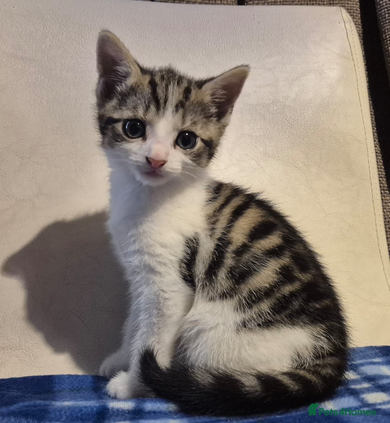 Mixed Breed cats 5 kittens left 8 weeks old  - Advert 2