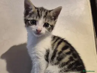 Mixed Breed cats 5 kittens left 8 weeks old - Advert 2