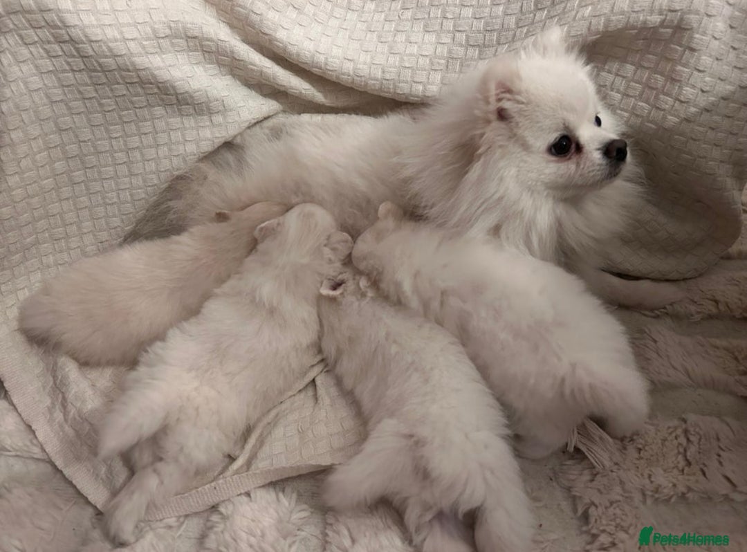 Pomeranian dogs for sale:  Sweet boy Pomeranian - Advert 1