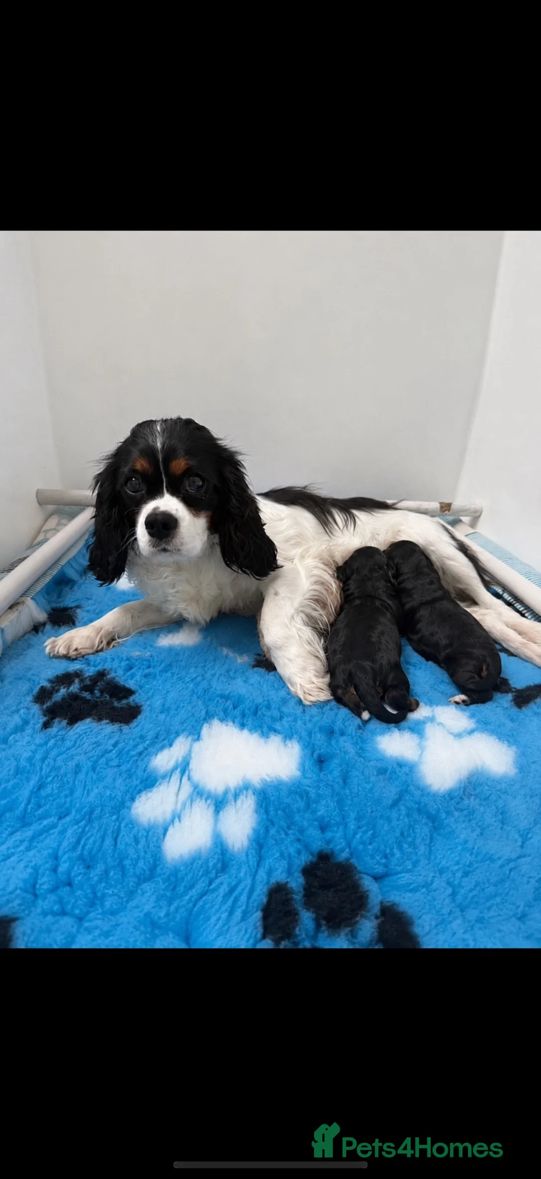 Cavapoo dogs for sale: Beautiful Health Tested Cavapoos- Ready September - Advert 38