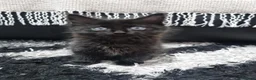 British Shorthair cats for sale: Four energetic kittens. - Advert 6