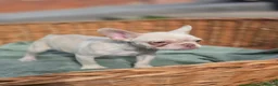 French Bulldog dogs for sale: 4 BEAUTIFUL FRENCH BULLDOGS FOR CHEAP!!!! - Advert 18