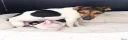 Jack Russell dogs for sale: Girl Jack Russell puppy in Ashington - Advert 7