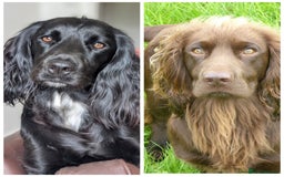 Sprocker dogs for sale: Working Sprocker puppies for sale - Image 4