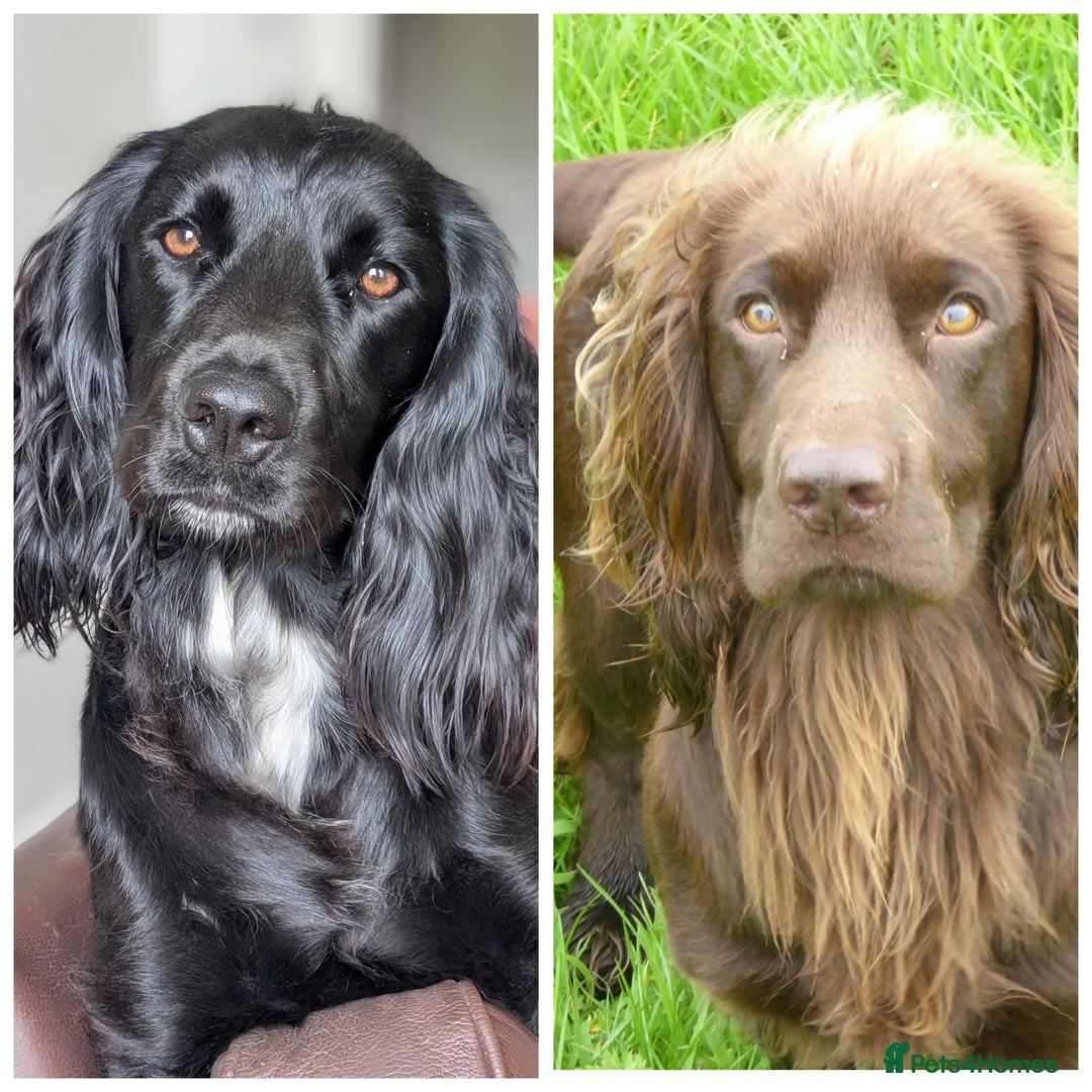 Sprocker dogs for sale: Working Sprocker puppies for sale - Image 4