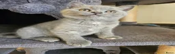 British Shorthair cats for sale: Champion lines British Shorthair kittens  - Advert 31