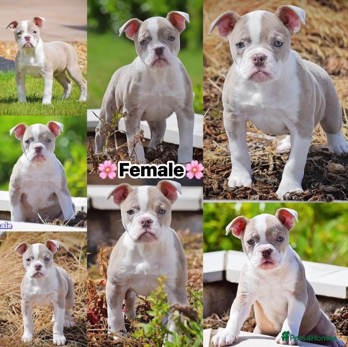 Olde English Bulldogge dogs 23❤️YEARS❤️5⭐️RATED❤️LICENSED❤️PROFESSIONALS❤️ - Advert 1