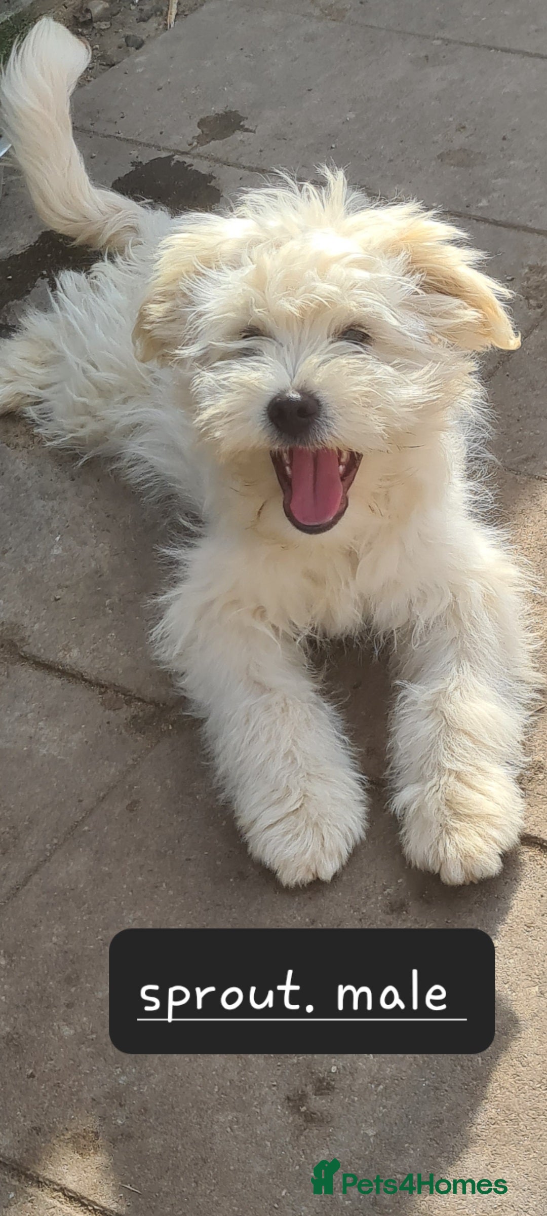 Mixed Breed dogs for adoption: SPROUT. 7kg small breed  - Advert 1