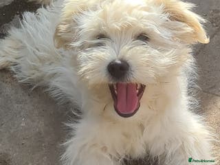 Mixed Breed dogs for adoption: SPROUT. 7kg small breed - Advert 2