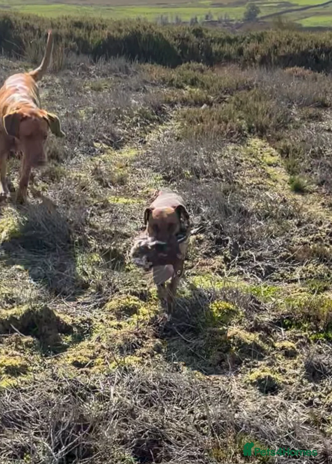 Patterdale Terrier dogs for stud: Super All Round Working Fell Terrier  in Hawes - Advert 15