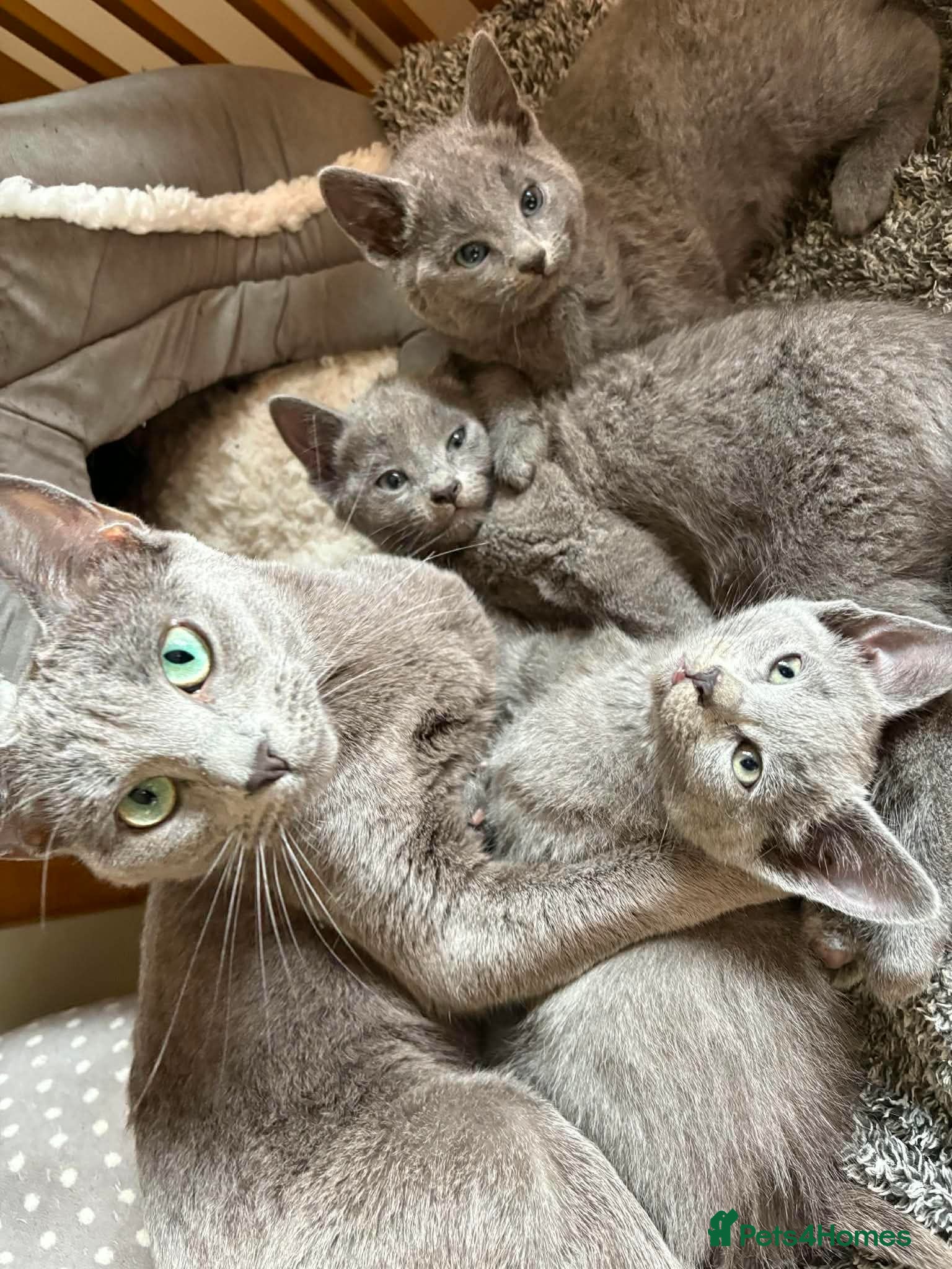 Russian Blue cats Russian Blue Kittens - Advert 7