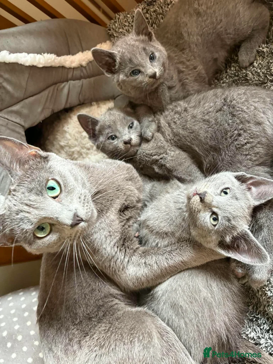 Russian Blue cats for sale: Russian Blue Kittens - Advert 1