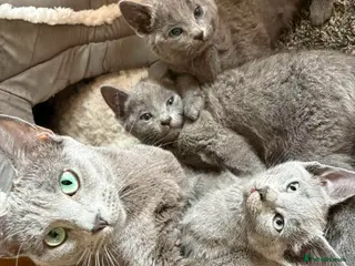 Russian Blue cats Russian Blue Kittens - Advert 7