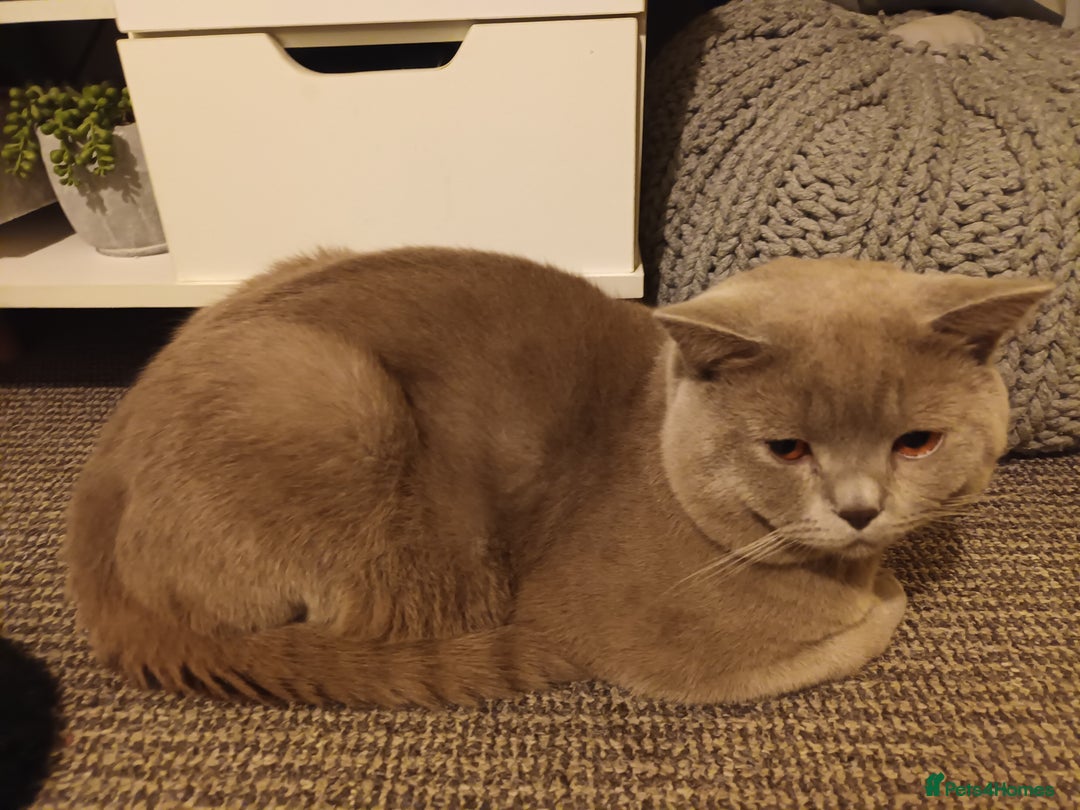 British Shorthair cats for sale: GCCF& TICA  Active Registered Chubby lilac boy - Advert 1