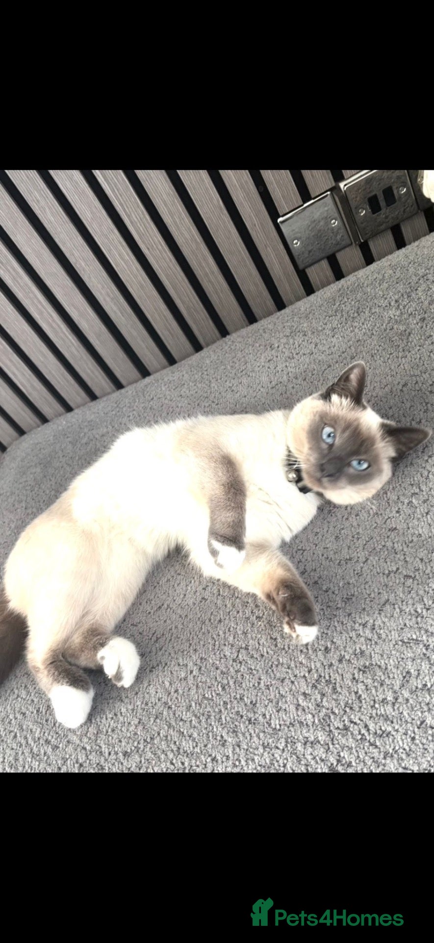 Ragdoll cats Blue pointed rag doll male 8 months old  - Advert 3