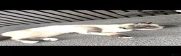 Ragdoll cats for sale: Blue pointed rag doll male 8 months old  in Smethwick - Advert 1