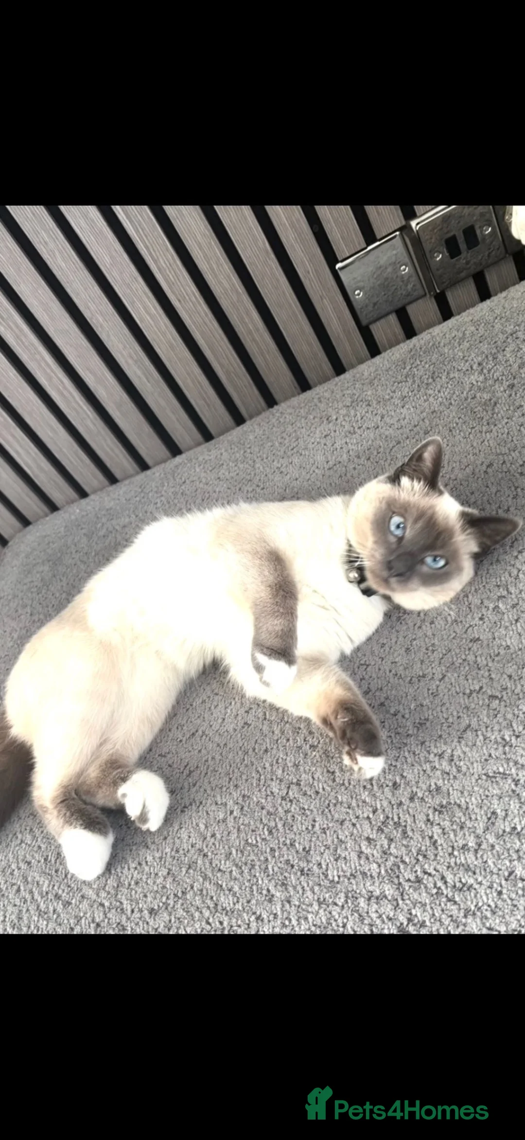 Ragdoll cats for sale: Blue pointed rag doll male 8 months old  in Smethwick - Advert 1